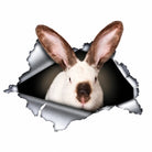 Autocollant lapin sur fond blanc