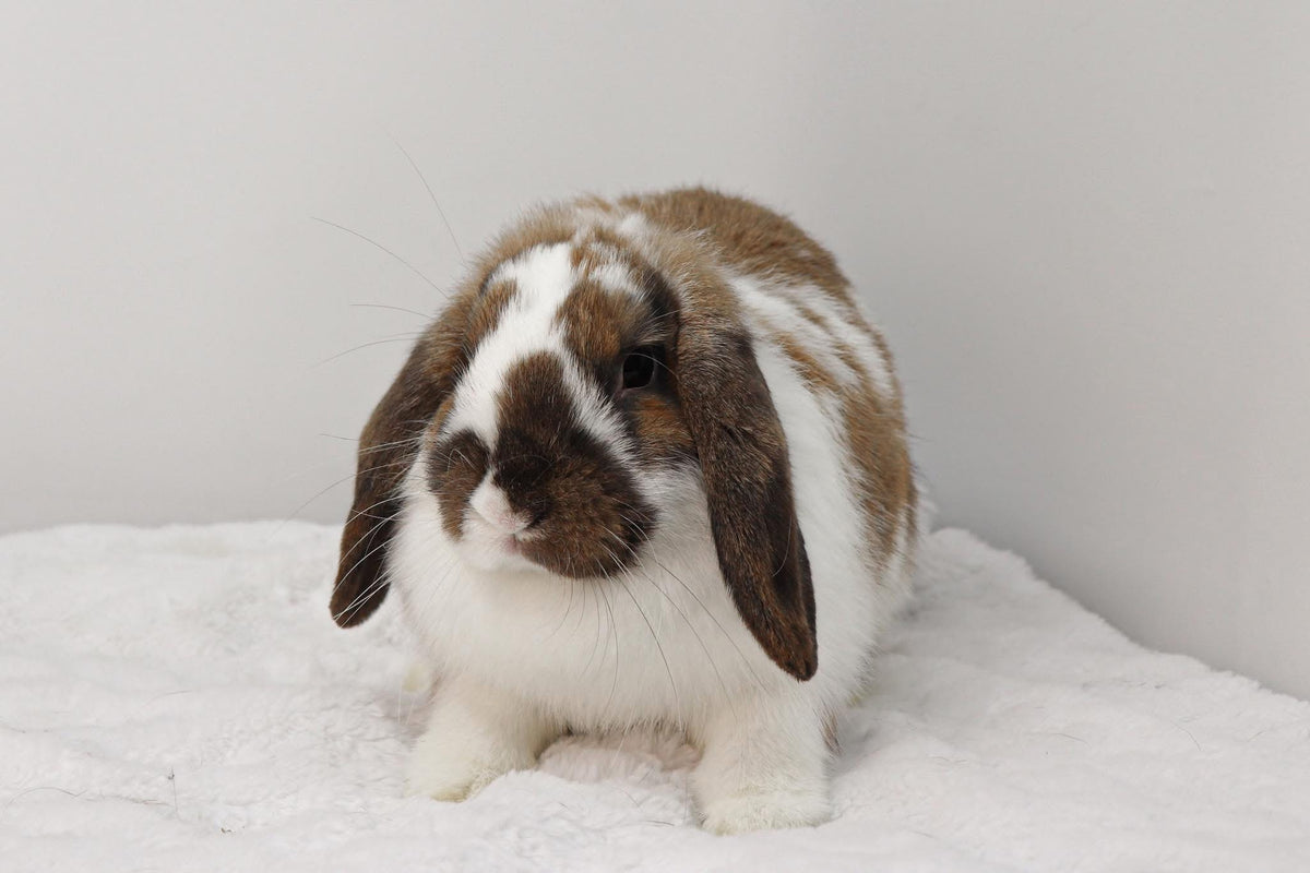 lapin à adopter
