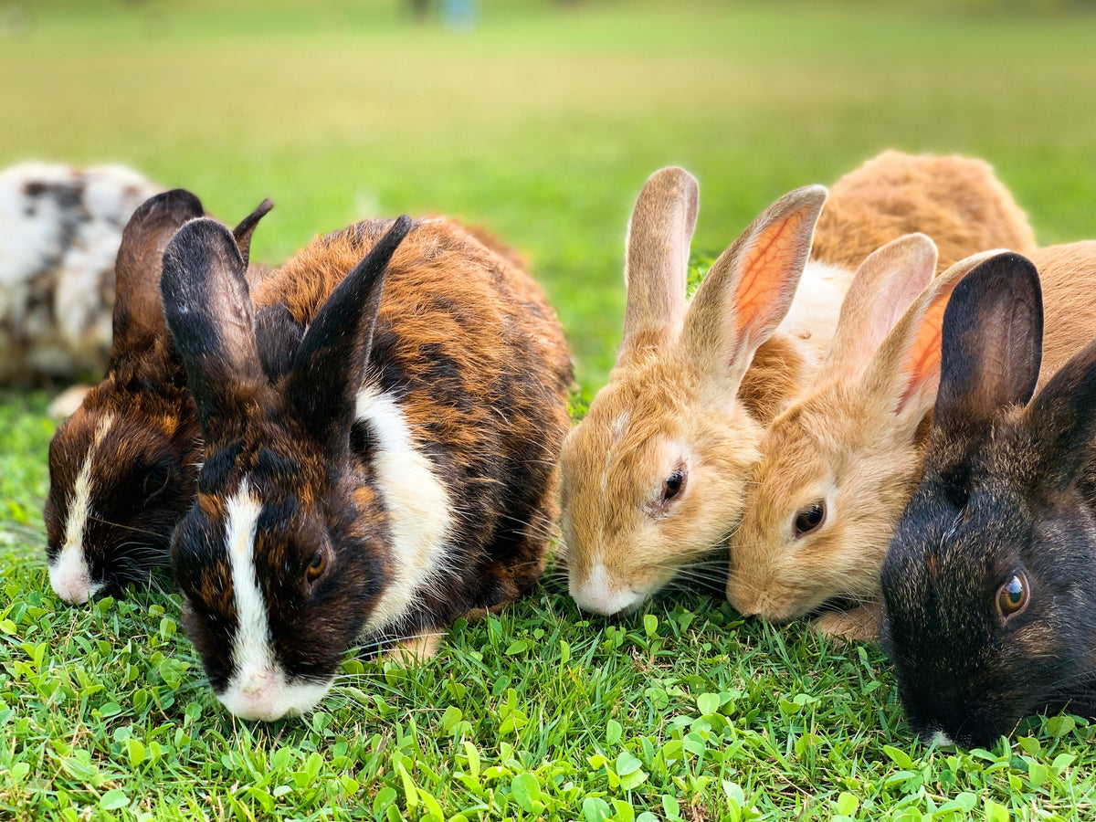 Adoption Lapins Québec Refuge Boutique Alsa adoption d'un lapin