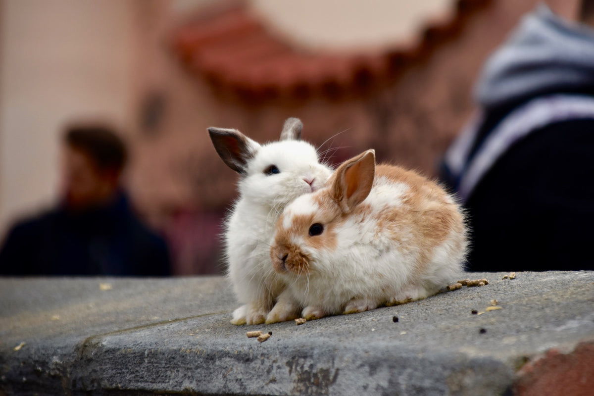 Adoption Lapins Québec Refuge Boutique Alsa